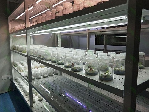 临洮植物组织培养实验室设计建设方案
